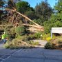 John Ley Tree Service