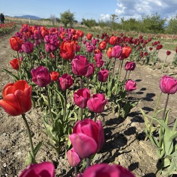 Tulip Valley Farms - This as as amazing as it gets - Pick Your Own Farms Near Me - Mount Vernon, Washington Tulip Valley Farms - This as as amazing as it gets - Pick Your Own Farms Near Me - Mount Vernon, Washington