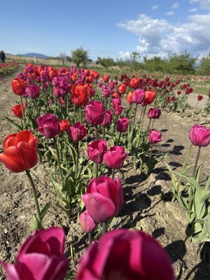 Tulip Valley Farms by null