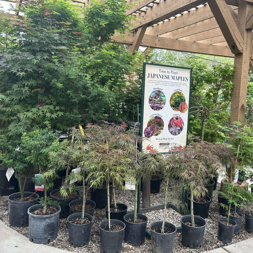 Armstrong Garden Centers - 3/30/26 Maples - Nurseries & Gardening Near Me - Pasadena, California Armstrong Garden Centers - 3/30/26 Maples - Nurseries & Gardening Near Me - Pasadena, California