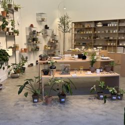 Ti Tree Plants - Inside m