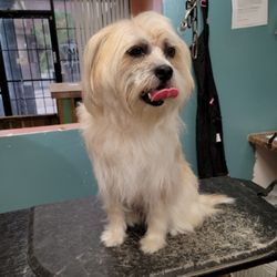 Annety's Pet Grooming Salon