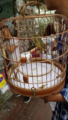 Yuen Po Street Bird Garden by null