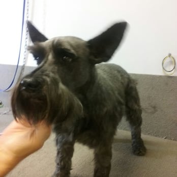 Mud Puppies - Pet Groomers Near Me - Lexington, South Carolina