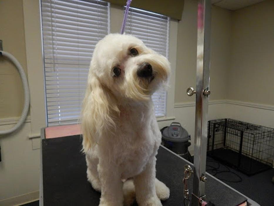 ROCKLIN PET SPA Updated August 2024 3231 Stanford Ranch Rd, Rocklin