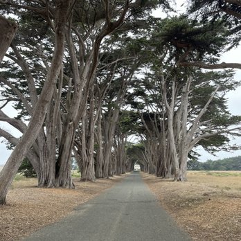 Cypress Tree Tunnel - Cypress tree row - Parks Near Me - Inverness, California Cypress Tree Tunnel - Cypress tree row - Parks Near Me - Inverness, California