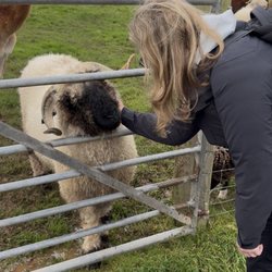 Heads of Ayr Farm Park - Black Faced Sheep.