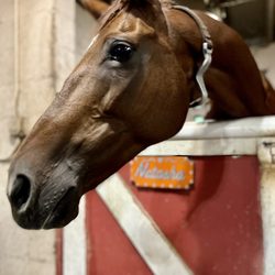 Showclass Stables