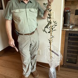 Fast Growing Trees - My husband 5'9" stands next to Albequina olive tree.