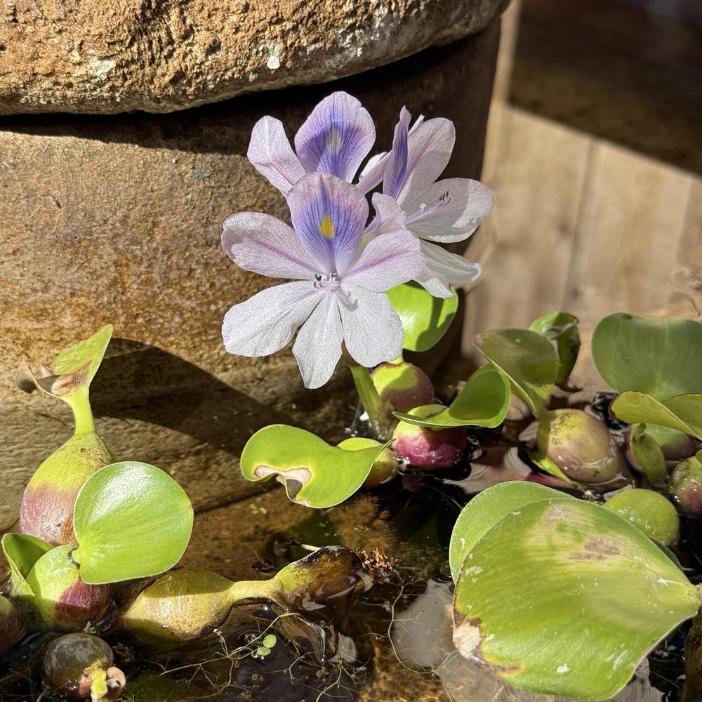 Consider the Water Lilies, How They Grow — Swan Valley Connections, image size:1000x1000