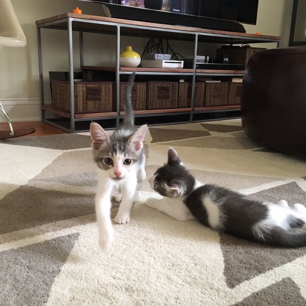 Eastside Petsitters - Dog Walkers Near Me - Los Angeles, California