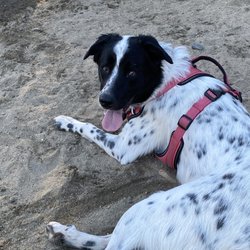Canine Corners Dog Park