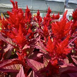 Color Crop - Red leaf celosia
