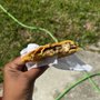 Photo of Jamaican Flavors