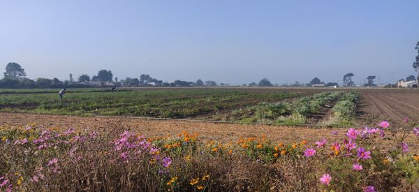 Greenhearts Family Farm Online Farmers Market by null