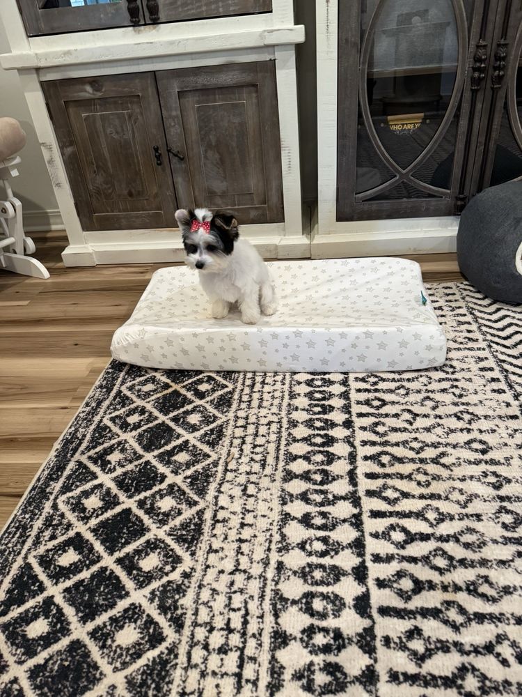 Bossier Southland Poodle