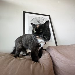 Cute Lion Cut to remove painful matted fur! Ernesto was great! Cute Lion Cut to remove painful matted fur! Ernesto was great!