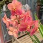 Photo of RF Orchids