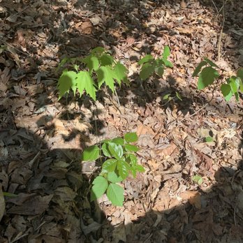 South Mountains State Park - Poison ivy - Parks Near Me - Connellys Springs, North Carolina South Mountains State Park - Poison ivy - Parks Near Me - Connellys Springs, North Carolina