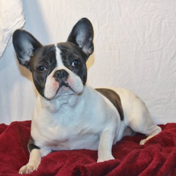 Love Puppy Paws - Pet Breeders Near Me - Limestone, Tennessee Love Puppy Paws - Pet Breeders Near Me - Limestone, Tennessee