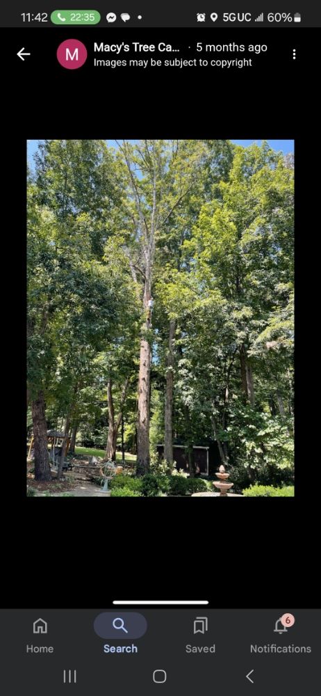 Macy's Tree Care Specialists - tree service in Trinity, NC