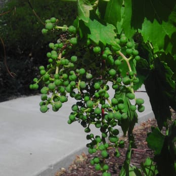 Almaden Winery Park - Baby grapes - Parks Near Me - San Jose, California