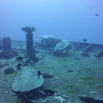 Kaimana Divers - Three honu having a spa day on the bow of the Sea Tiger - Scuba Diving Near Me - Honolulu, Hawaii