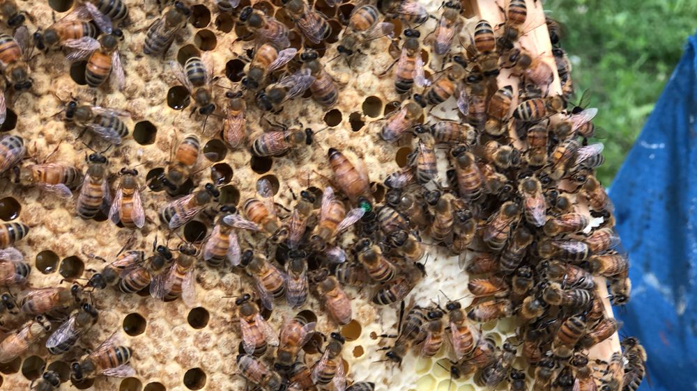 Linda's Bee Farm - beekeeping in Westlake, OH