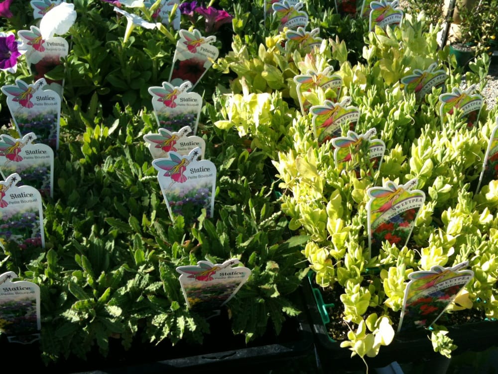 DAWSON’S GARDEN WORLD Updated September 2024 179 Winton Rd