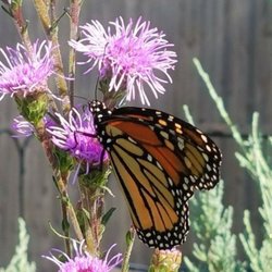 Waterbury Gardens - Monarchs love native flowers