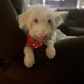 Puppy Love Dog Grooming - Pet Groomers Near Me - Redding, California Puppy Love Dog Grooming - Pet Groomers Near Me - Redding, California