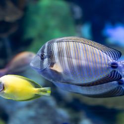 Ripley's Aquarium of Canada