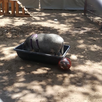 Orange County Zoo - Hedge hog - Zoos Near Me - Orange, California