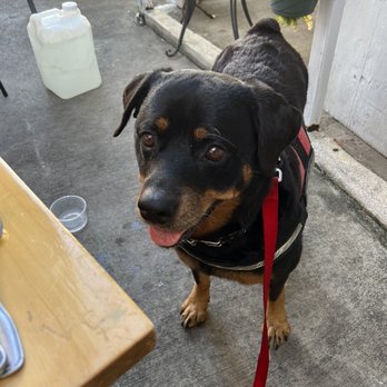 Over Easy - My pup Stella - Breakfast & Brunch Near Me - Kailua, Hawaii Over Easy - My pup Stella - Breakfast & Brunch Near Me - Kailua, Hawaii
