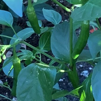 El Meson - Growing next to the table fresh hot peppers - Mexican Near Me - Freehold, New Jersey