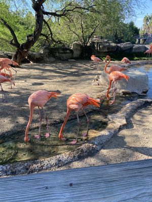 Gladys Porter Zoo by null