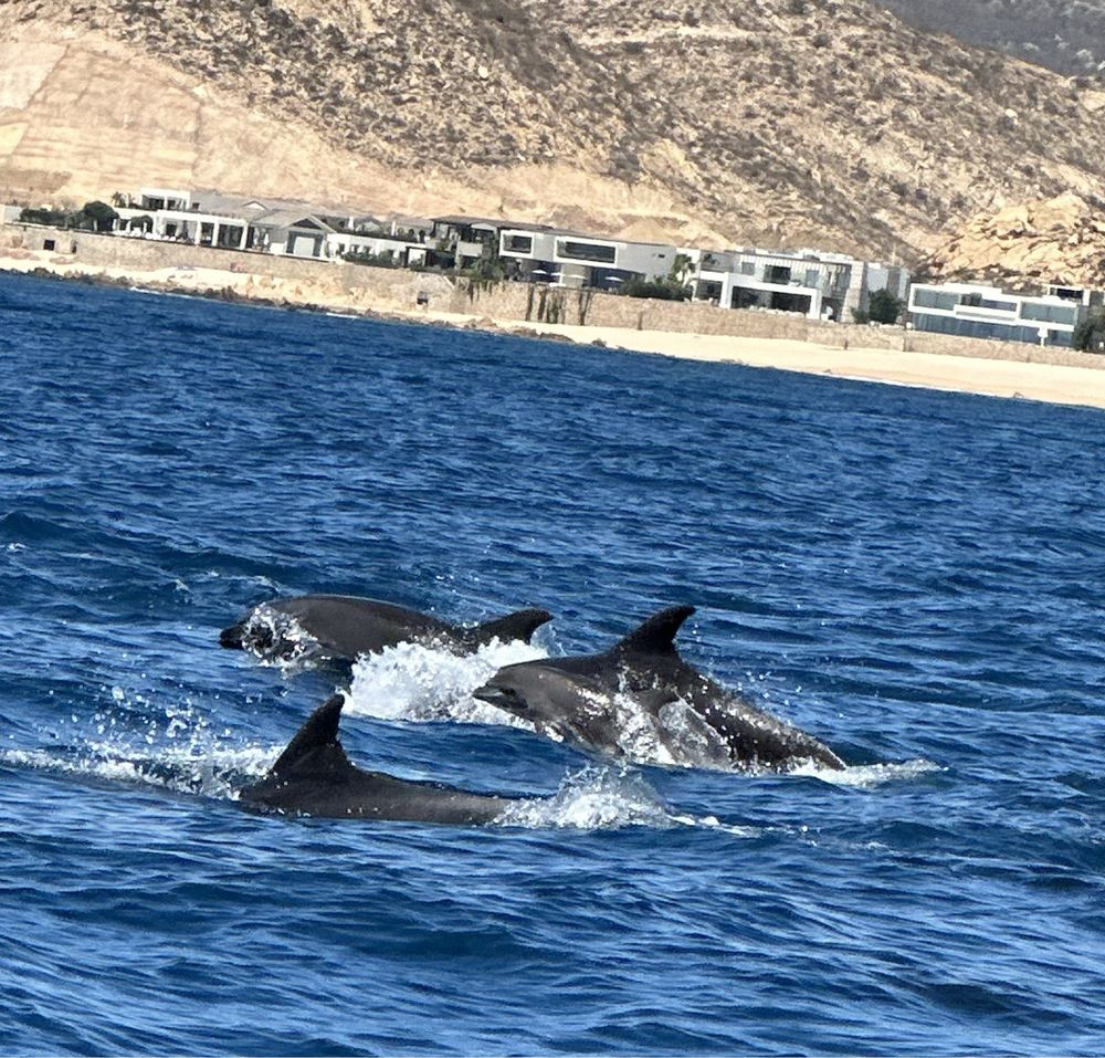 Whale Watch Cabo
