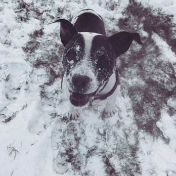 original spay clinic