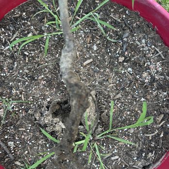 TN Nursery - Roots of s dead Paw Paw Tree! - Nurseries & Gardening Near Me - Altamont, Tennessee TN Nursery - Roots of s dead Paw Paw Tree! - Nurseries & Gardening Near Me - Altamont, Tennessee