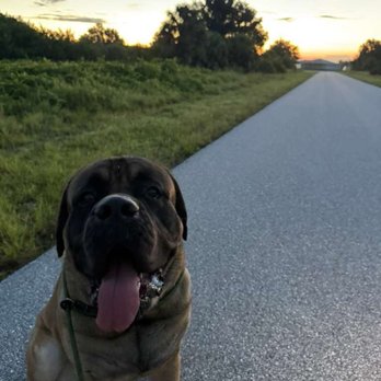 Advanced Canine Development - Morning walk and train. - Pet Training Near Me - Punta Gorda, Florida