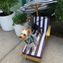 Photo of Southampton Dog