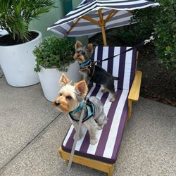 Southampton Dog