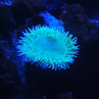 Den Blå Planet - Aquariums Near Me - Kastrup, 84