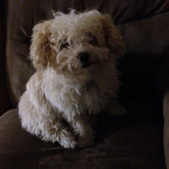 Dazzling Doggies - Before grooming - Pet Groomers Near Me - Clovis, California