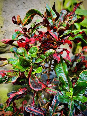 Franklin Park Conservatory and Botanical Gardens by null