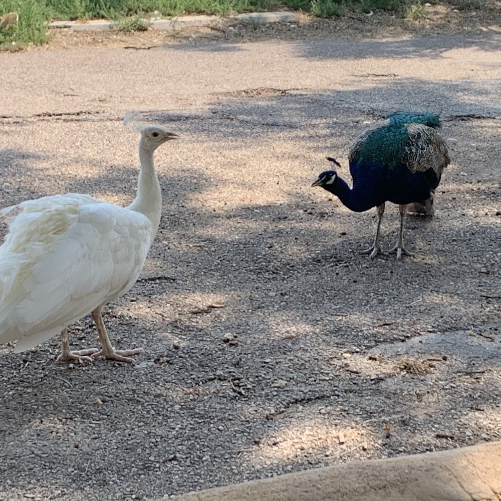 The Escondido Grill - "Feed Us!!" - Smokehouse Near Me - Lubbock, Texas The Escondido Grill - "Feed Us!!" - Smokehouse Near Me - Lubbock, Texas