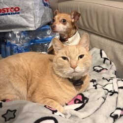 Canyon Trail Rv Resort - Cat and dog in the RV