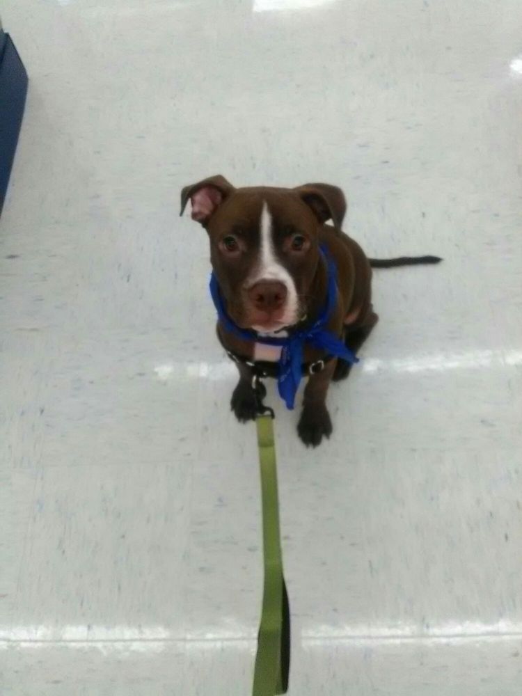 PETCO 35 Reviews Pet Stores 1049 S Willow St, Manchester, NH