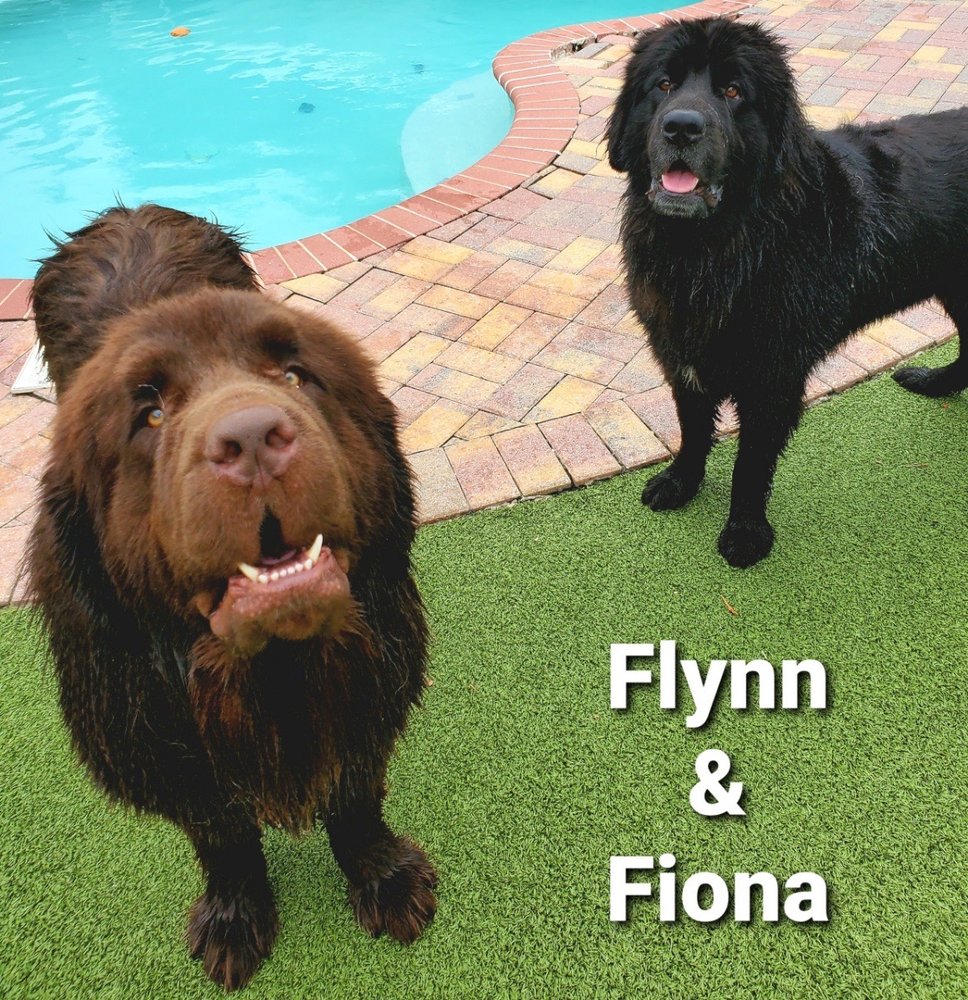 NEW TAMPA PET RESORT Updated September 2024 11 Photos & 27 Reviews 3513 E County Line Rd