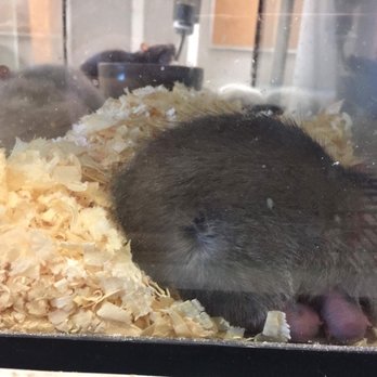 Bills Pet and Aquarium - Pet Stores Near Me - Manchester, New Hampshire Bills Pet and Aquarium - Pet Stores Near Me - Manchester, New Hampshire